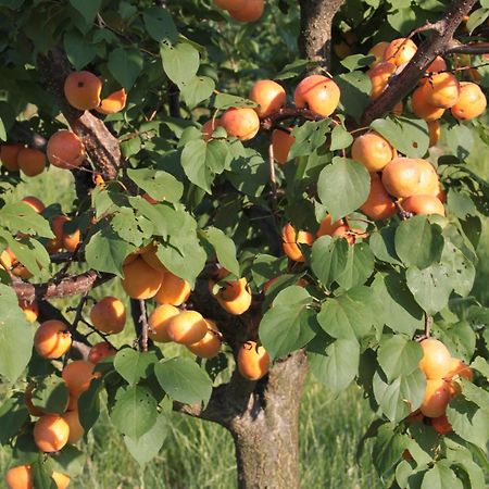 Agriturismo I Ciliegi Appartamento Ginestra Montignano Bagian luar foto