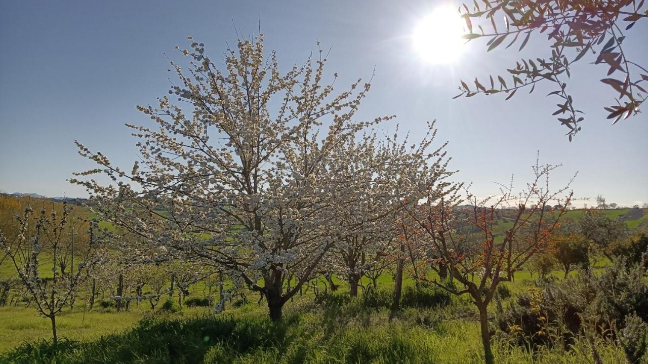Agriturismo I Ciliegi Appartamento Ginestra Montignano Bagian luar foto