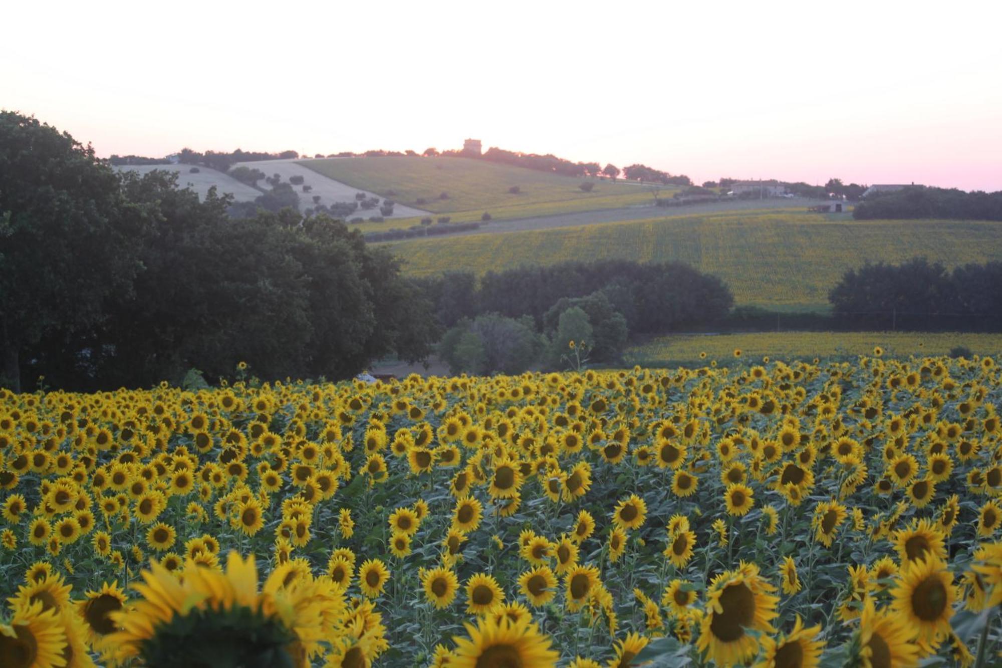 Agriturismo I Ciliegi Appartamento Ginestra Montignano Bagian luar foto