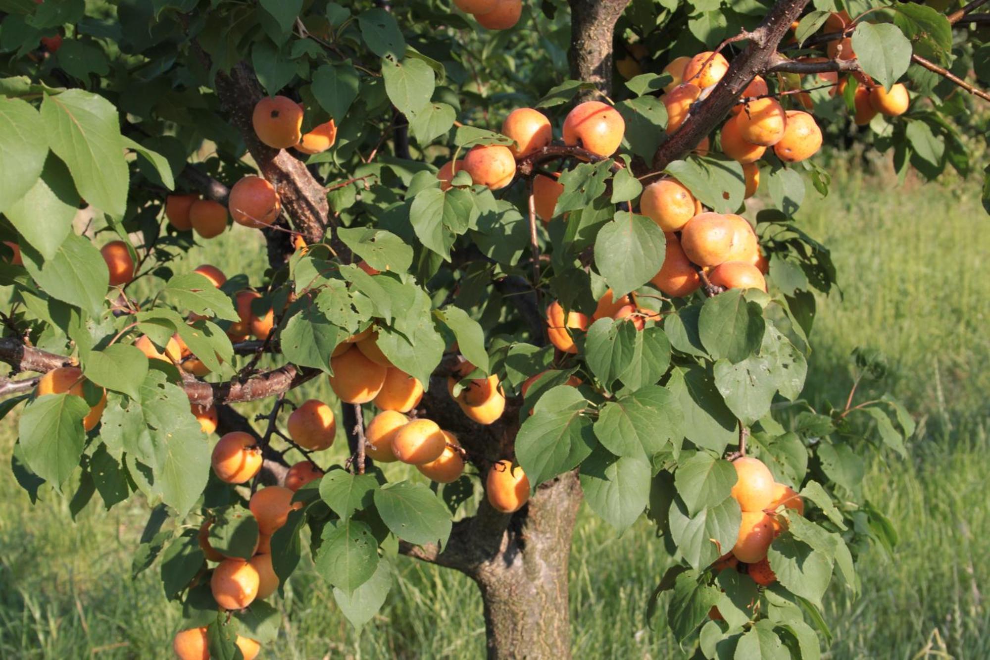Agriturismo I Ciliegi Appartamento Ginestra Montignano Bagian luar foto